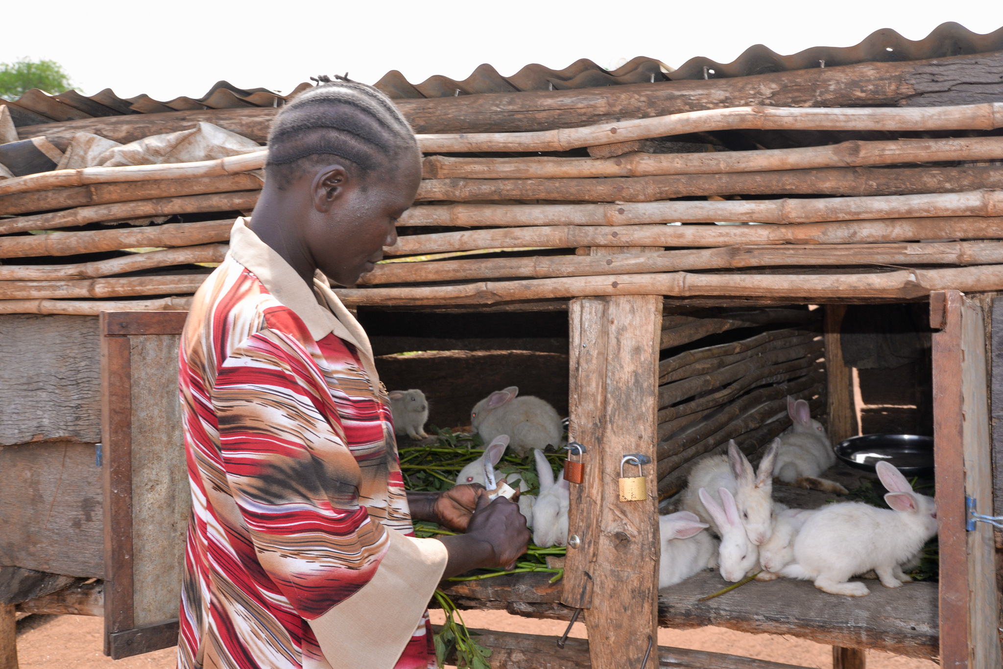 business plan for rabbit farming in nigeria